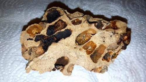 Réf. 154 449 : Megachile sicula