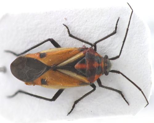 Horistus bimaculatus