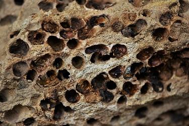 Réf. 154 255 : Megachile sicula