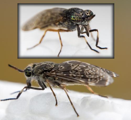 Haematopota pluvialis