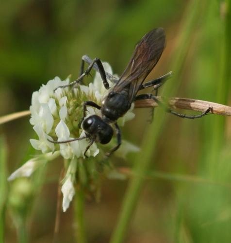 Ammophila sabulosa