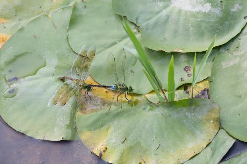 Anax parthenope