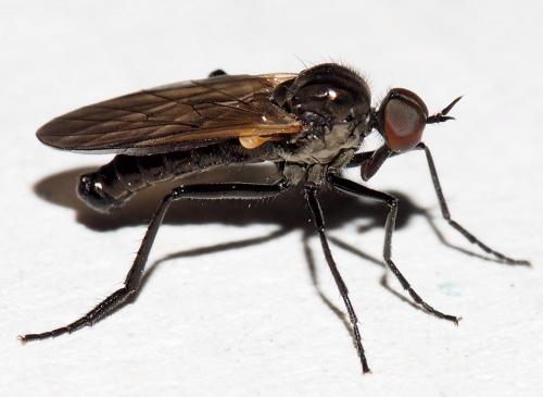 Rhamphomyia sp.