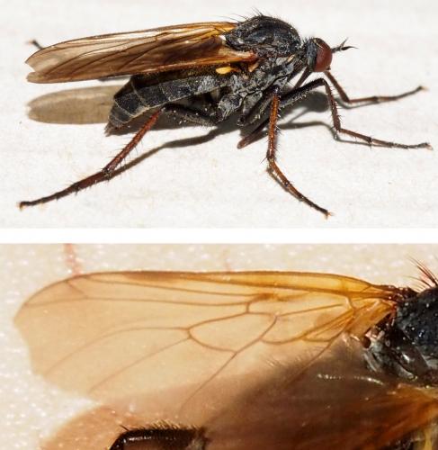 Empis tessellata