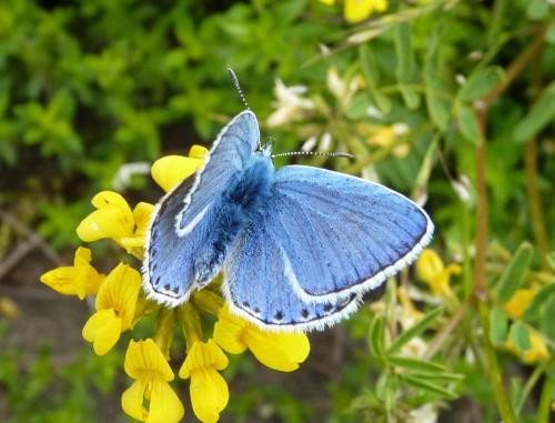 Polyommatus bellargus