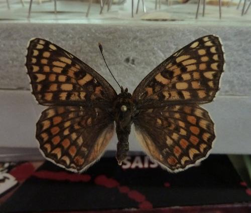 Melitaea phoebe