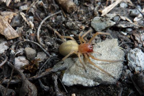 Cheiracanthium sp.
