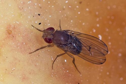 Drosophila immigrans