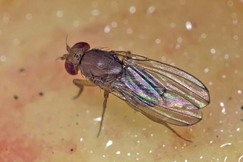 Drosophila immigrans