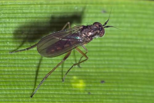 Rhaphium sp.