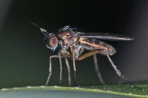 Rhaphium sp.