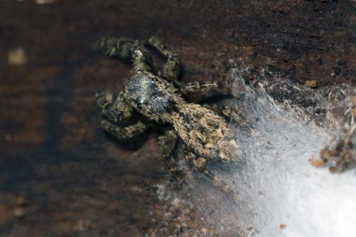 Marpissa muscosa