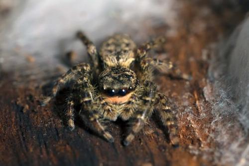 Marpissa muscosa