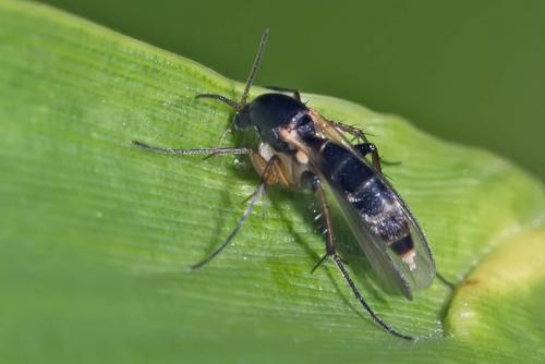 Réf. 154 913 : Sceptonia sp.