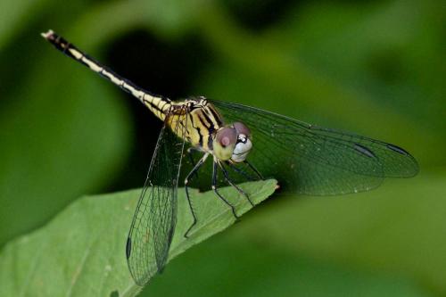 Diplacodes trivialis