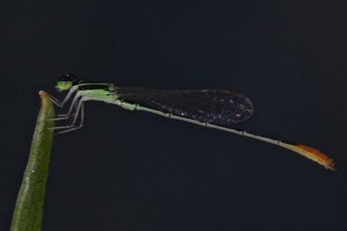 Agriocnemis femina