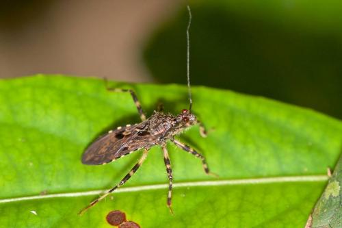Acanthaspis sp.