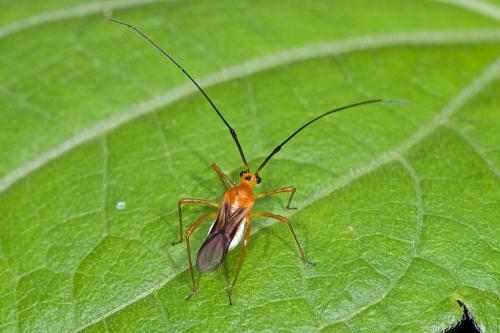 Helopeltis sp.