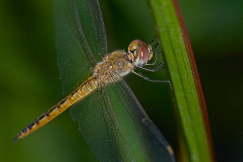 Pantala flavescens