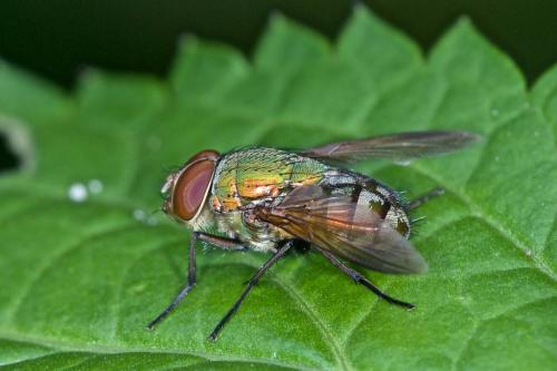 Rhinia sp.