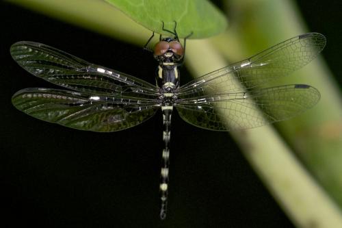 Idionyx sp.