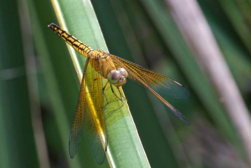 Réf. 154 311 : Neurothemis sp.