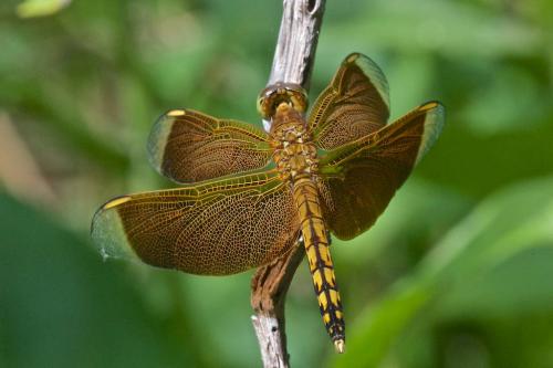 Réf. 154 260 : Neurothemis terminata