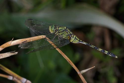 Orthetrum sabina