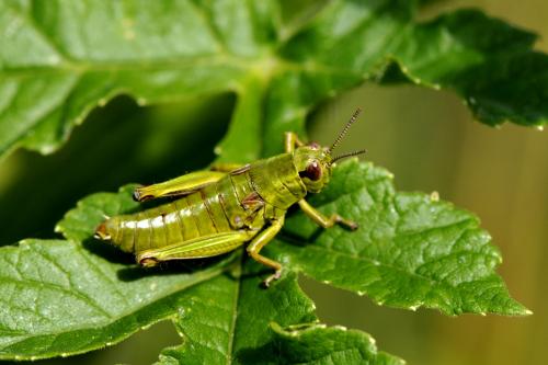 Miramella alpina subalpina