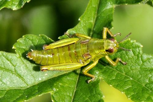 Miramella alpina subalpina
