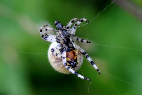 Araneus quadratus