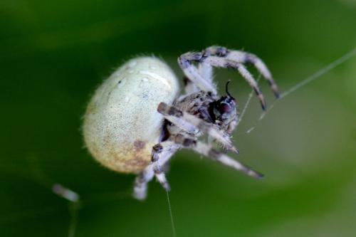 Araneus quadratus