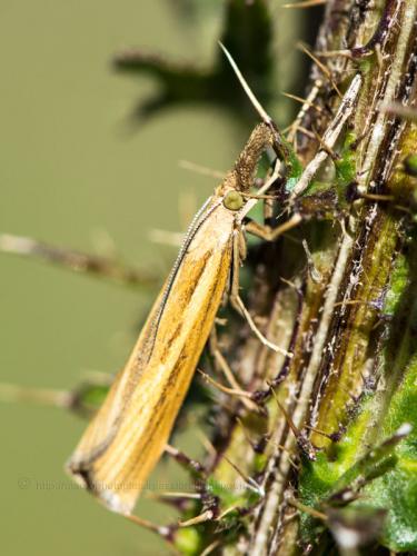 Agriphila tristella