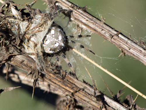 Araneus quadratus