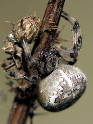 Araneus quadratus