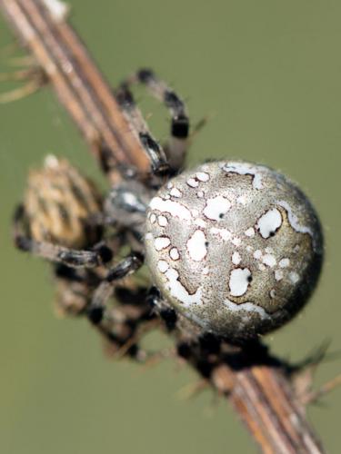 Araneus quadratus
