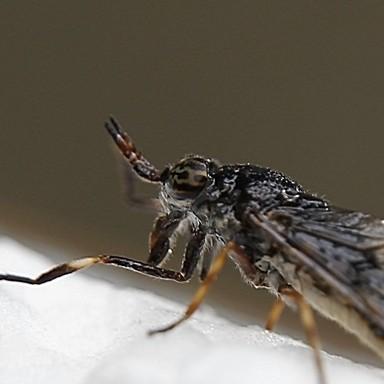 Haematopota pluvialis