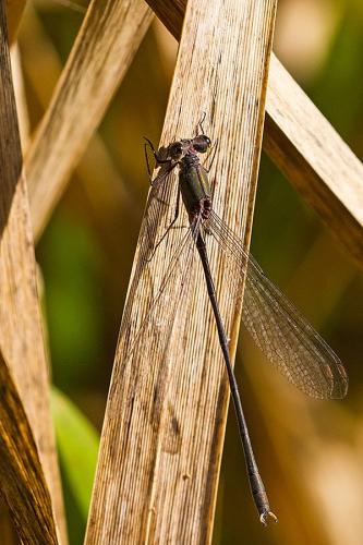 Chalcolestes viridis