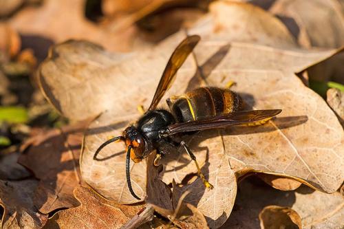 Vespa velutina