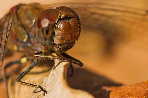 Sympetrum striolatum