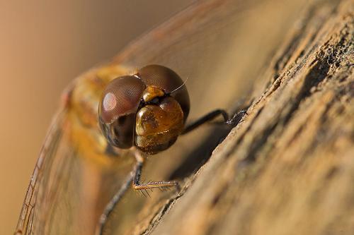 Sympetrum striolatum