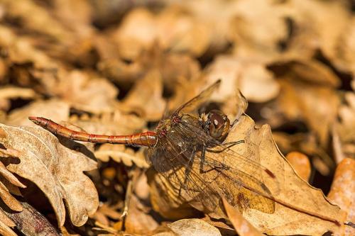 Réf. 154 591 : Sympetrum striolatum