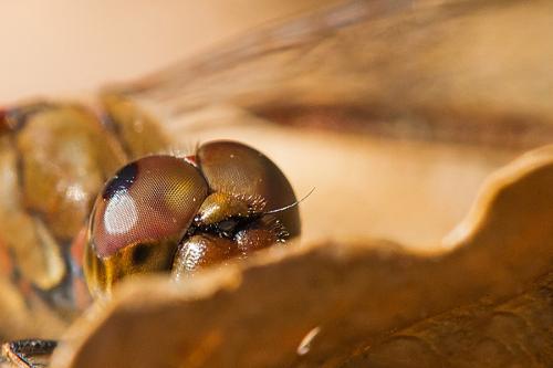 Sympetrum striolatum