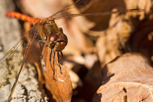 Sympetrum striolatum