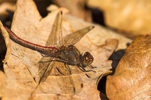 Sympetrum striolatum