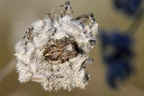 Agalenatea redii