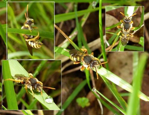 Nomada sp.