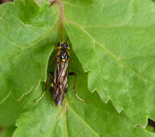 Tenthredopsis sp.