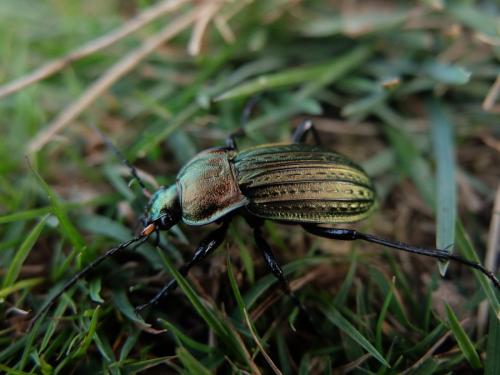 Carabus cancellatus