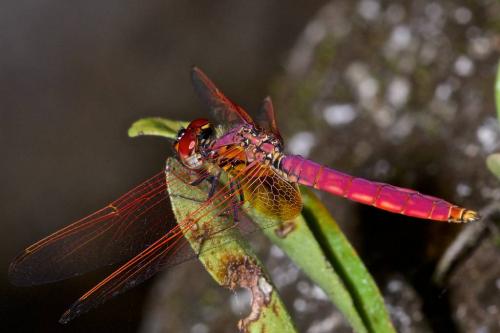 Trithemis aurora